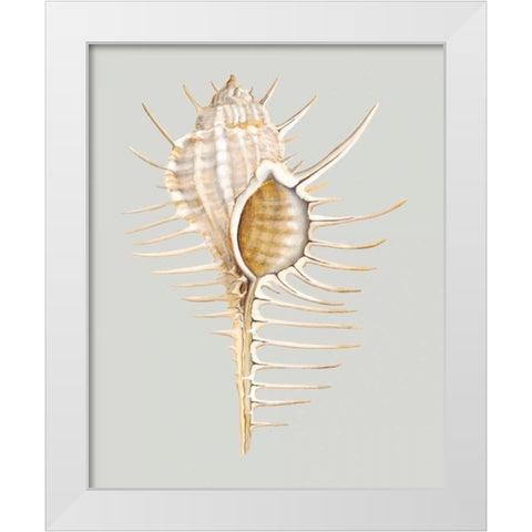 Spiney Murex White Modern Wood Framed Art Print by Willett, Michael