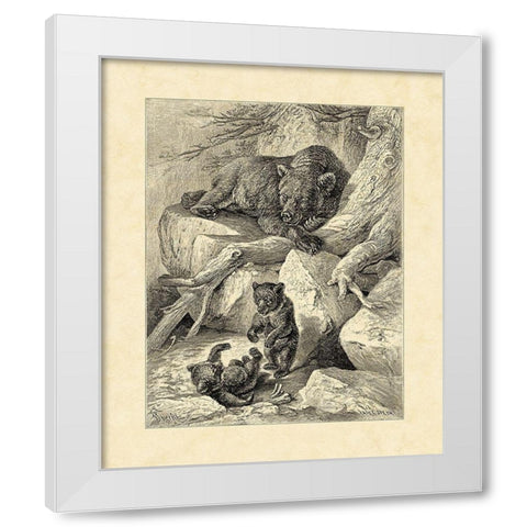 Vintage Common Brown Bear White Modern Wood Framed Art Print by Specht, Friedrich