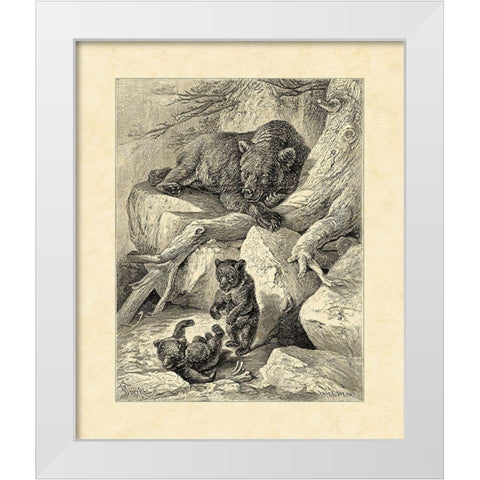 Vintage Common Brown Bear White Modern Wood Framed Art Print by Specht, Friedrich