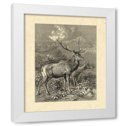 Vintage Roe Deer II White Modern Wood Framed Art Print by Specht, Friedrich