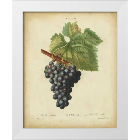Antique Bessa Grapes I White Modern Wood Framed Art Print by Bessa