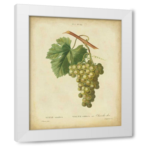 Antique Bessa Grapes II White Modern Wood Framed Art Print by Bessa