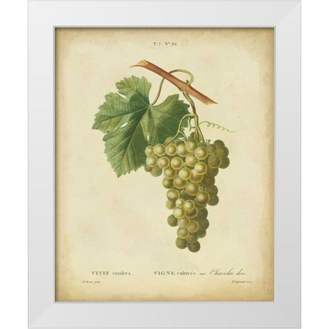 Antique Bessa Grapes II White Modern Wood Framed Art Print by Bessa