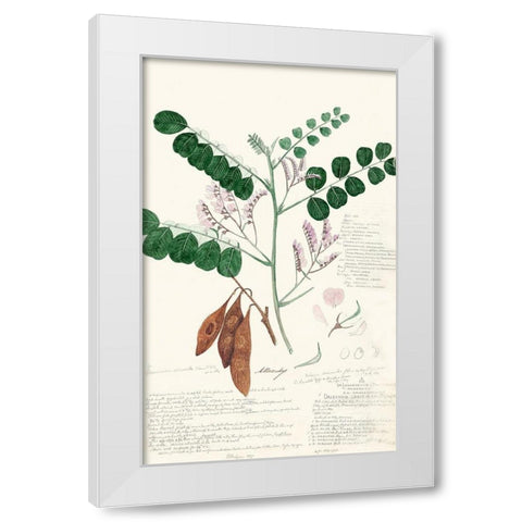 Descubes Ferns I White Modern Wood Framed Art Print by Descubes, A.