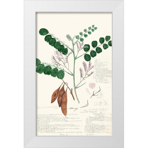 Descubes Ferns I White Modern Wood Framed Art Print by Descubes, A.