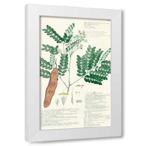Descubes Ferns II White Modern Wood Framed Art Print by Descubes, A.