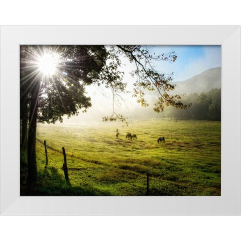 Morning Graze I White Modern Wood Framed Art Print by Head, Danny