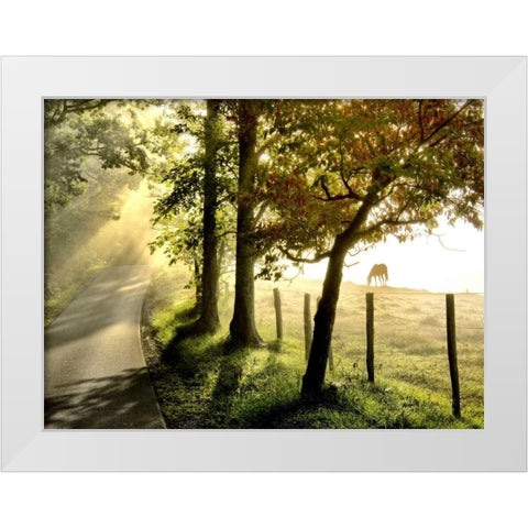 Morning Graze II White Modern Wood Framed Art Print by Head, Danny