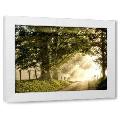 Fresh Morning I White Modern Wood Framed Art Print by Head, Danny