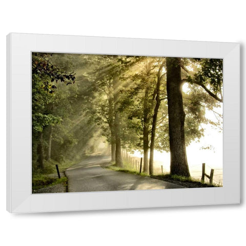 Fresh Morning II White Modern Wood Framed Art Print by Head, Danny