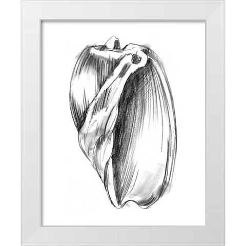 UA CH Shell Sketch III White Modern Wood Framed Art Print by Harper, Ethan