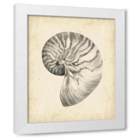 Antique Shell Study I White Modern Wood Framed Art Print by Harper, Ethan