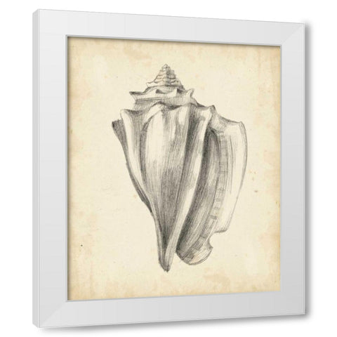 Antique Shell Study IV White Modern Wood Framed Art Print by Harper, Ethan