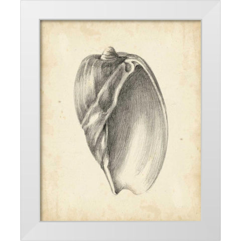 Antique Shell Study VI White Modern Wood Framed Art Print by Harper, Ethan
