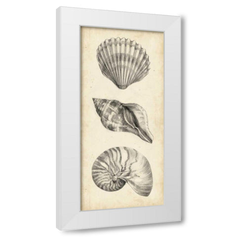 Antique Shell Study Panel I White Modern Wood Framed Art Print by Harper, Ethan