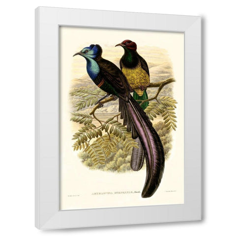 Gould Bird of Paradise I White Modern Wood Framed Art Print by Gould