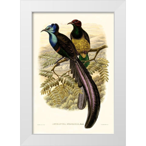 Gould Bird of Paradise I White Modern Wood Framed Art Print by Gould