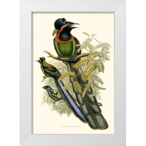Gould Bird of Paradise II White Modern Wood Framed Art Print by Gould