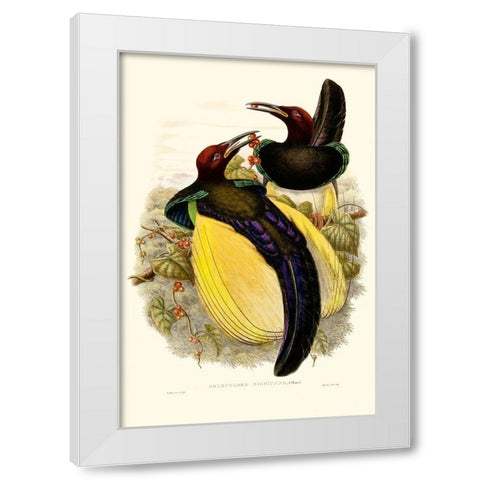 Gould Bird of Paradise IV White Modern Wood Framed Art Print by Gould