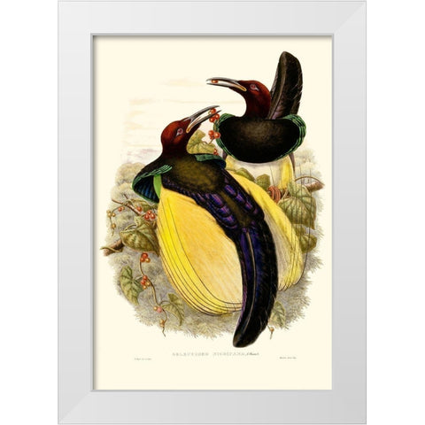 Gould Bird of Paradise IV White Modern Wood Framed Art Print by Gould