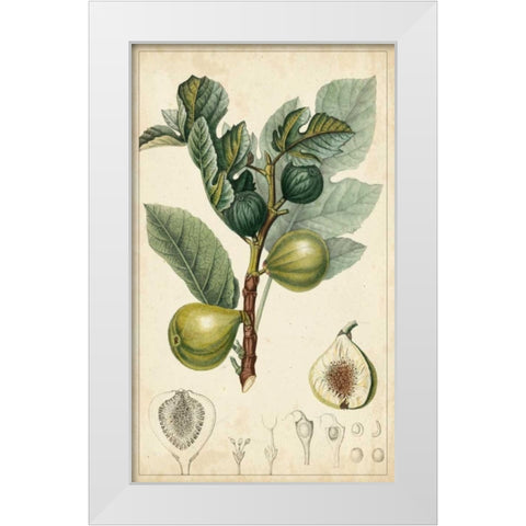 Exotic Fruits I White Modern Wood Framed Art Print by Turpin