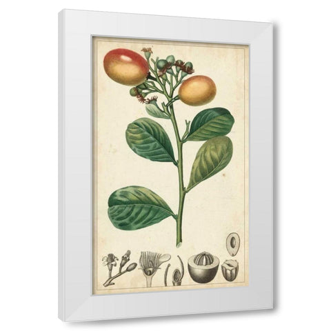 Exotic Fruits II White Modern Wood Framed Art Print by Turpin