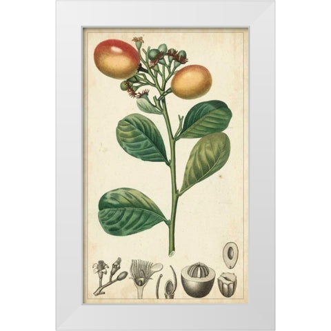 Exotic Fruits II White Modern Wood Framed Art Print by Turpin
