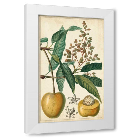 Exotic Fruits III White Modern Wood Framed Art Print by Turpin