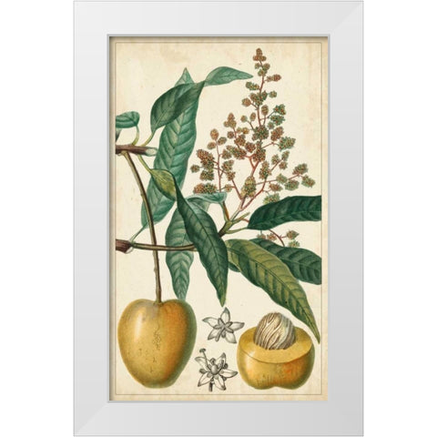 Exotic Fruits III White Modern Wood Framed Art Print by Turpin