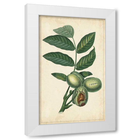 Exotic Fruits IV White Modern Wood Framed Art Print by Turpin