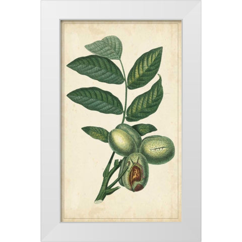 Exotic Fruits IV White Modern Wood Framed Art Print by Turpin