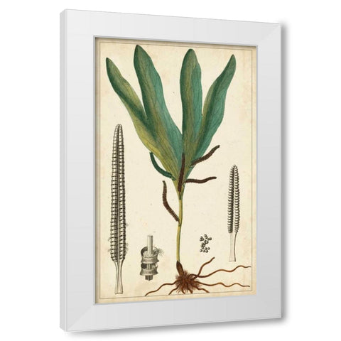 Foliage Botanique II White Modern Wood Framed Art Print by Turpin