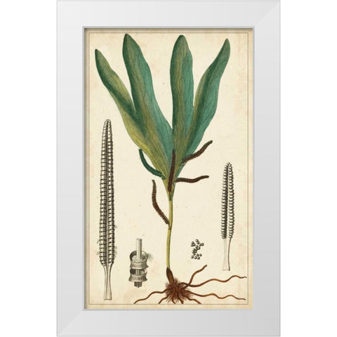 Foliage Botanique II White Modern Wood Framed Art Print by Turpin