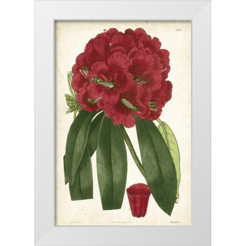 Antique Rhododendron I White Modern Wood Framed Art Print by Curtis