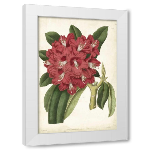 Antique Rhododendron II White Modern Wood Framed Art Print by Curtis