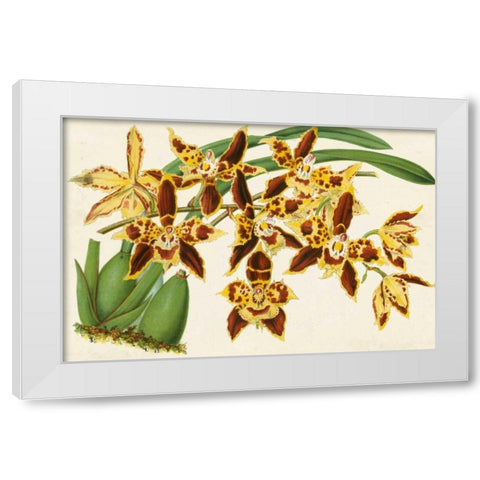 Graceful Orchids I White Modern Wood Framed Art Print by Stroobant