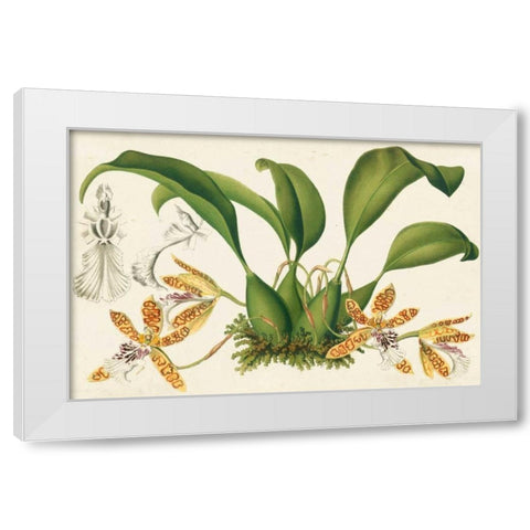 Graceful Orchids III White Modern Wood Framed Art Print by Stroobant