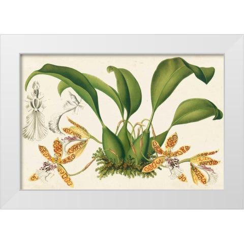 Graceful Orchids III White Modern Wood Framed Art Print by Stroobant