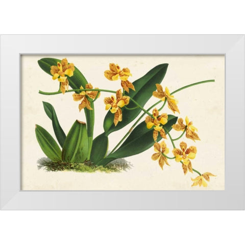 Graceful Orchids III White Modern Wood Framed Art Print by Stroobant