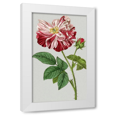 Vintage Garden Varieties II White Modern Wood Framed Art Print by Vision Studio