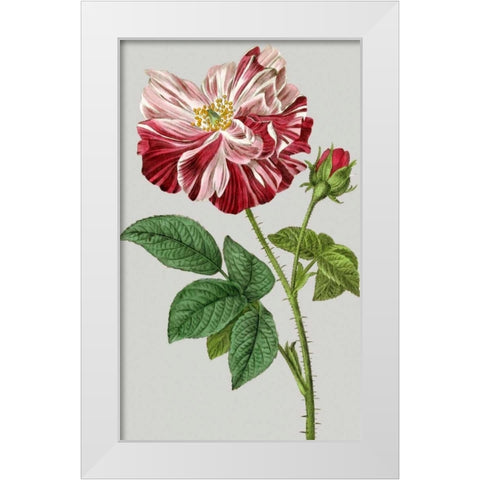 Vintage Garden Varieties II White Modern Wood Framed Art Print by Vision Studio