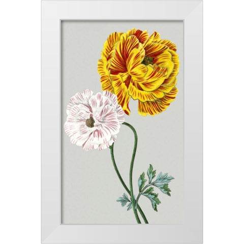 Vintage Garden Varieties III White Modern Wood Framed Art Print by Vision Studio