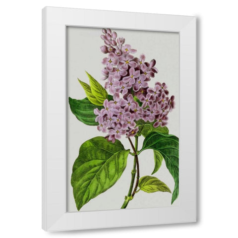 Vintage Garden Varieties V White Modern Wood Framed Art Print by Vision Studio