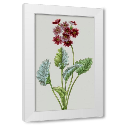 Vintage Garden Varieties VI White Modern Wood Framed Art Print by Vision Studio