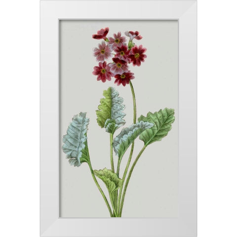 Vintage Garden Varieties VI White Modern Wood Framed Art Print by Vision Studio