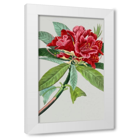 Vintage Garden Varieties VII White Modern Wood Framed Art Print by Vision Studio