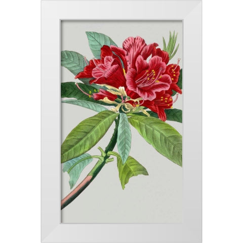 Vintage Garden Varieties VII White Modern Wood Framed Art Print by Vision Studio