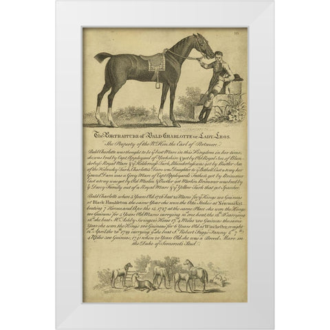 Horse Portraiture VII White Modern Wood Framed Art Print by Unknown