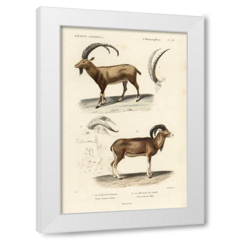 Antique Antelope and Ram Study White Modern Wood Framed Art Print by Remond, N.