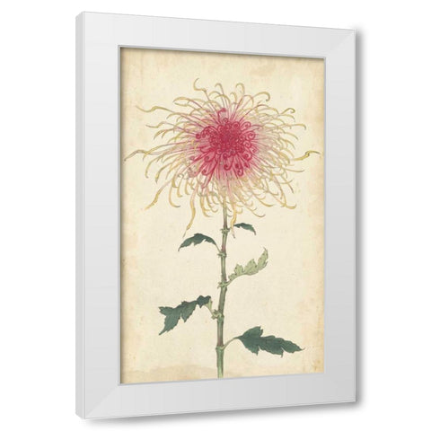 Elegant Chrysanthemums I White Modern Wood Framed Art Print by Unknown
